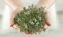 Thymian